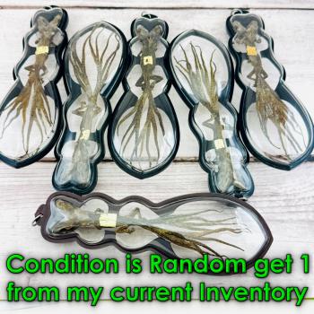 Lucky Money Rich Gambling Wealth Win Mummy Lizard Gecko 5tail Thai Amulet #17768